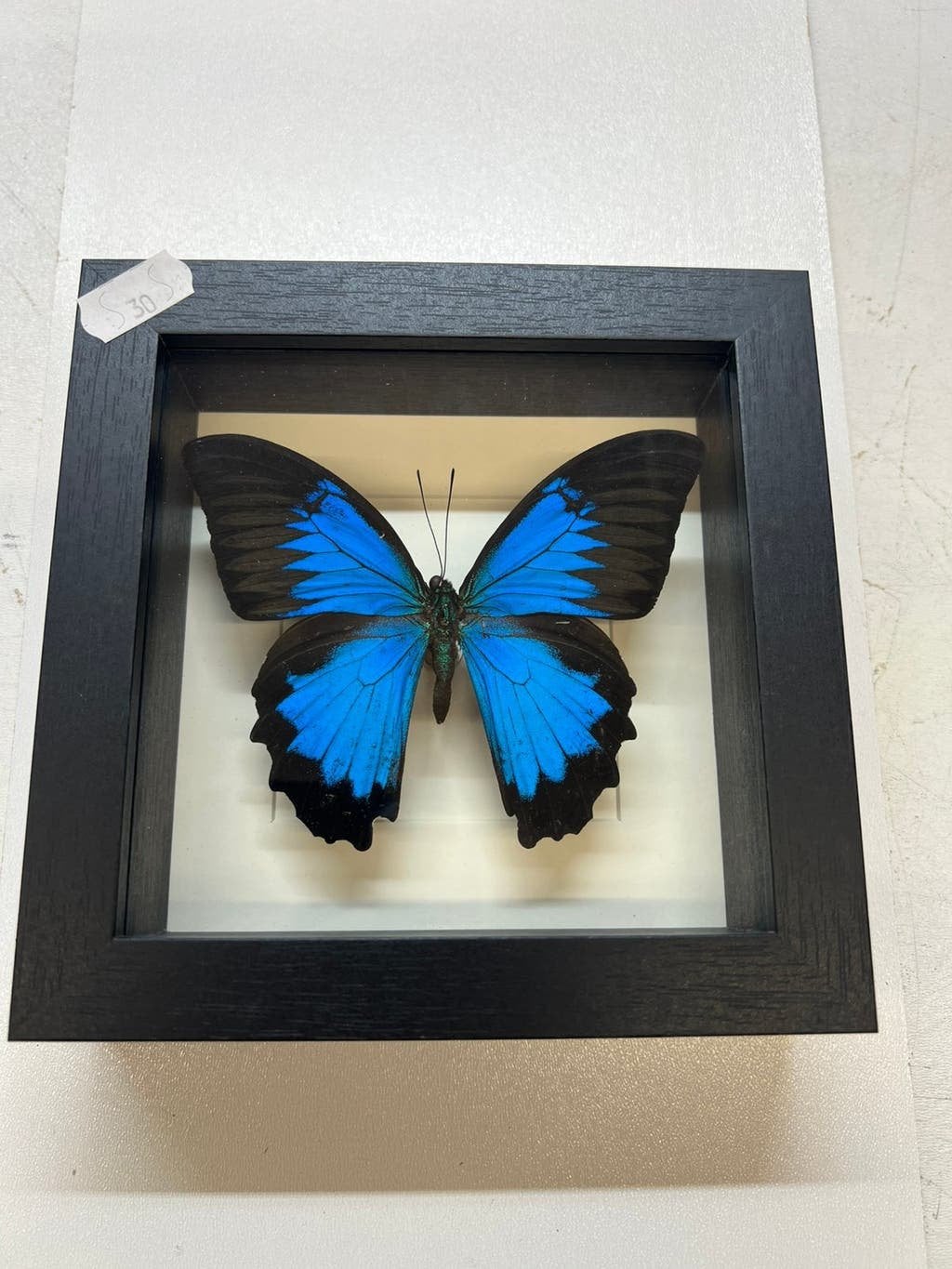 Vlinder met kleine oneffenheden, mankementen /nieuwe lijst, Ophalen of Verzenden, Nieuw, Insect, Opgezet dier