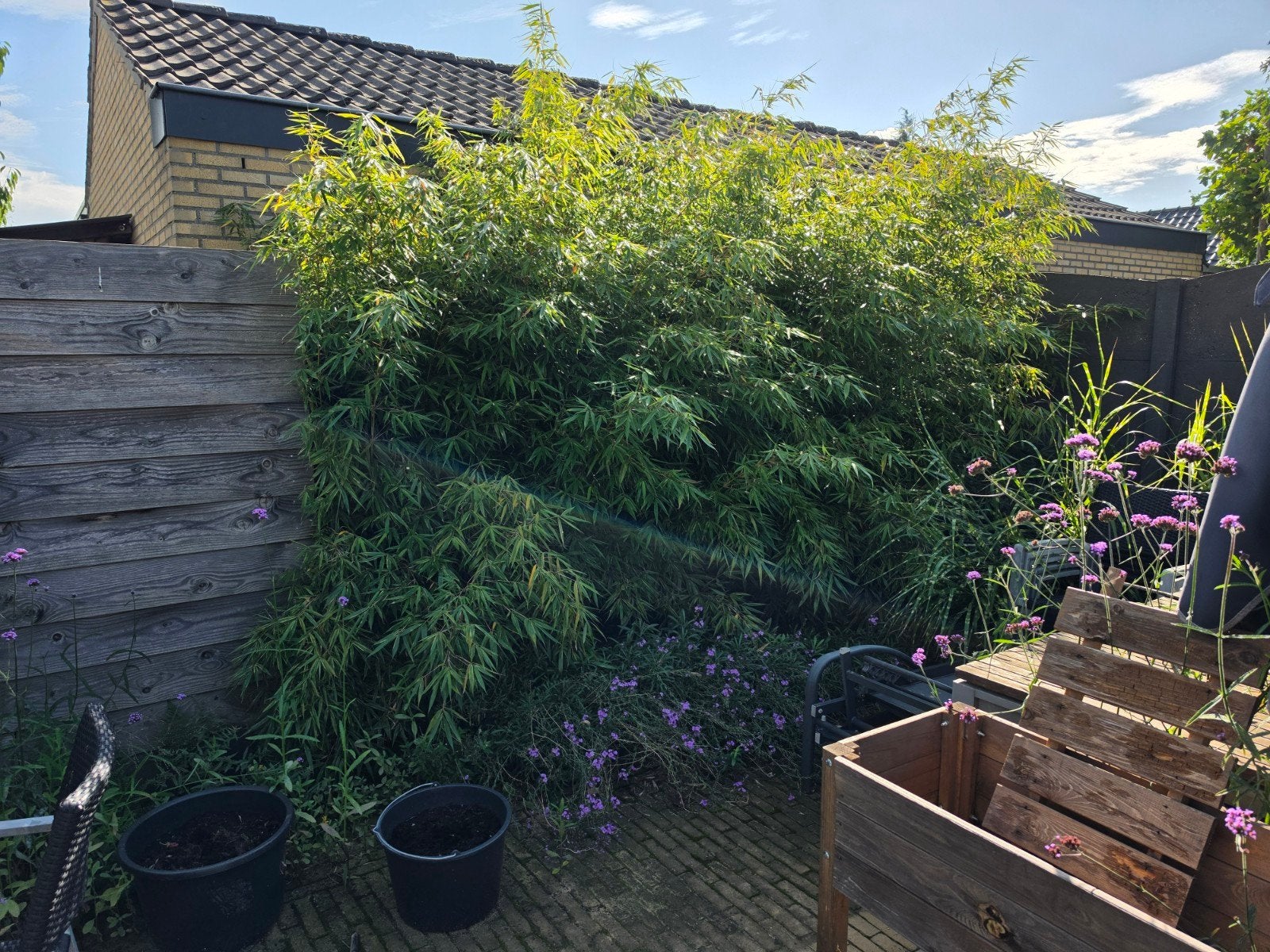 Niet-woekerende bamboe voor uw tuin, Ophalen, Vaste plant, Siergrassen, Bloeit niet