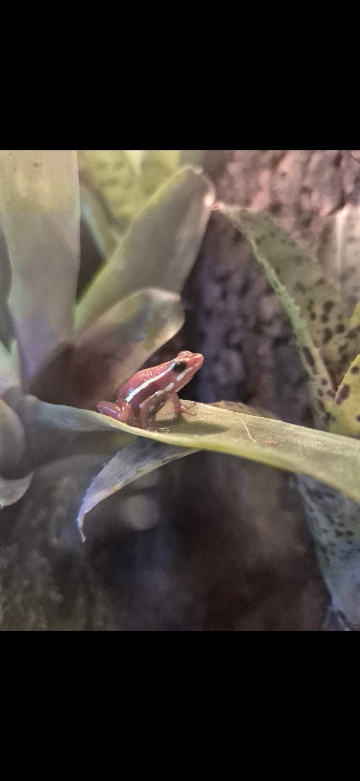 Epipedobates anthonyi tricolor gifkikker