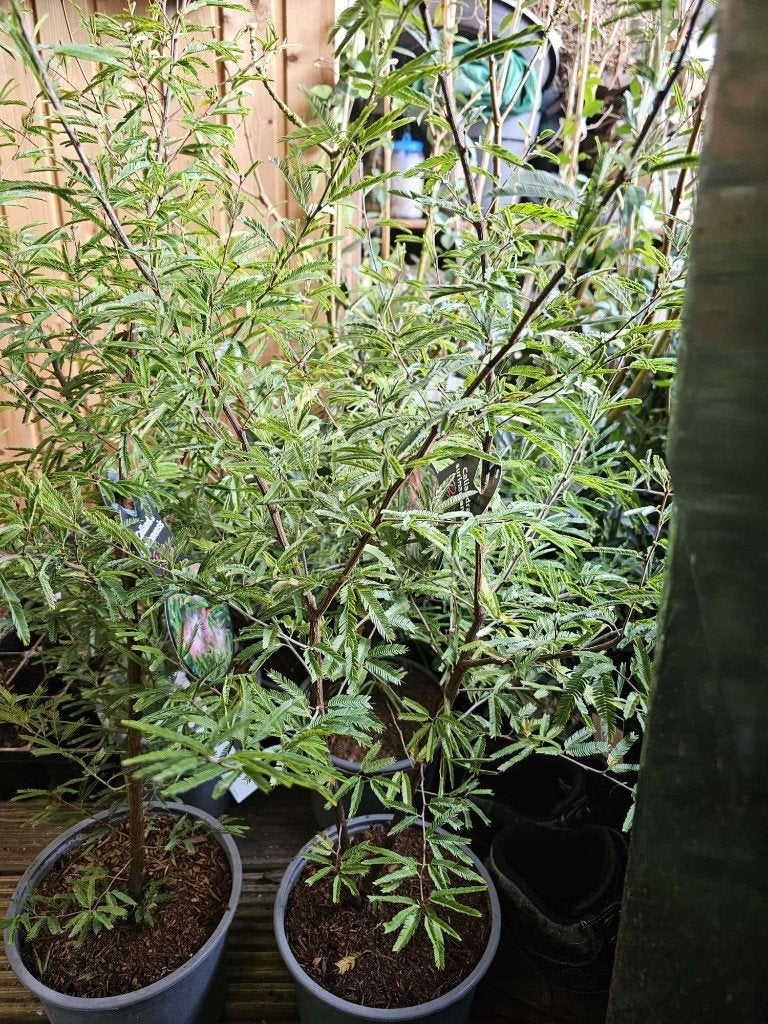 Calliandra surinamensis surinaamse poederkwast bloem pluizig, Overige soorten, Volle zon, Vaste plant, Ophalen of Verzenden
