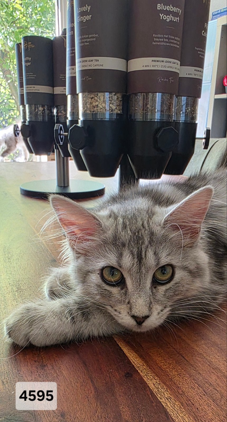 Nog twee lieve Maine Coon kittens uit breed geteste ouders, Dieren en Toebehoren, Katten en Kittens | Raskatten | Langhaar, Poes