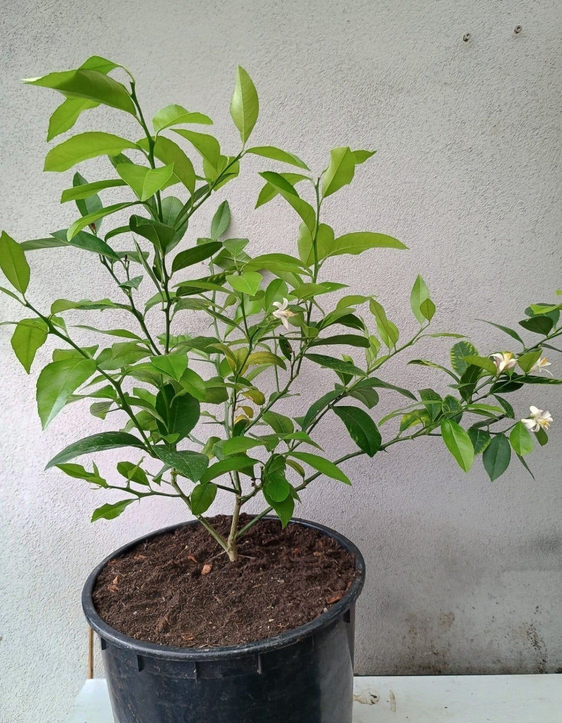 Te koop citrus boompje, Ophalen