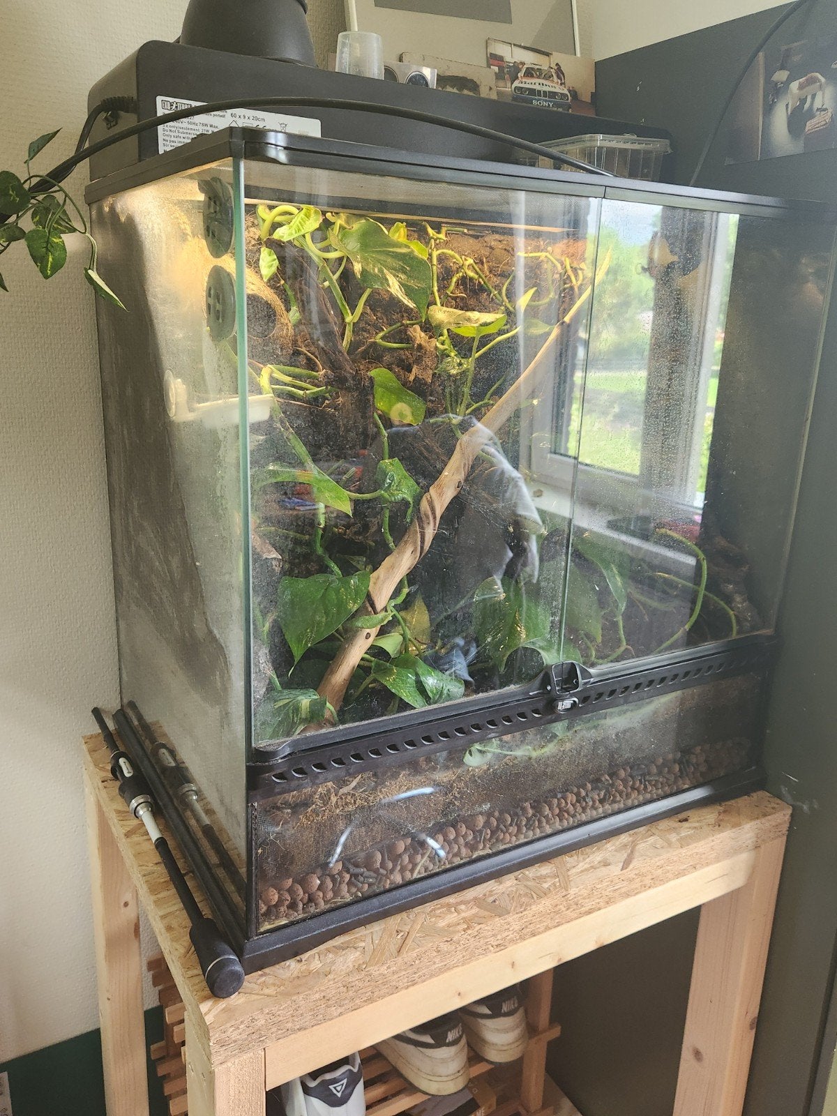 wimpergekko dame inclusief terrarium, Hagedis, 3 tot 6 jaar