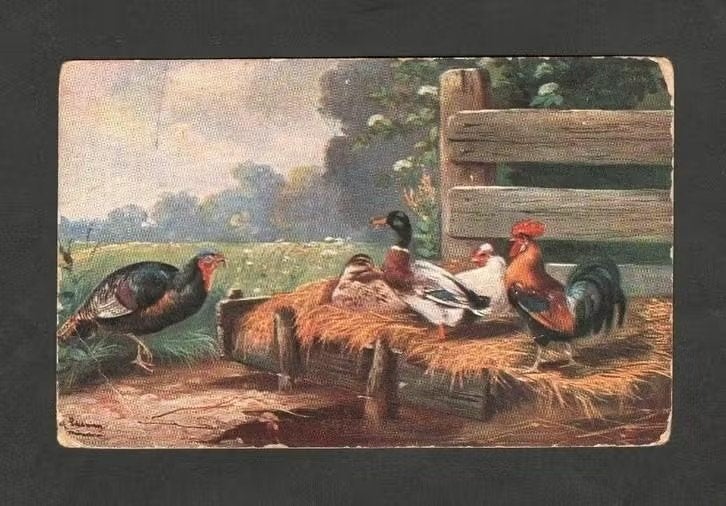 Reclamekaart Sluis Ochtendvoer Gemengd Graan Kippen Eenden., Ophalen of Verzenden, Voor 1920, Ongelopen, Vogel