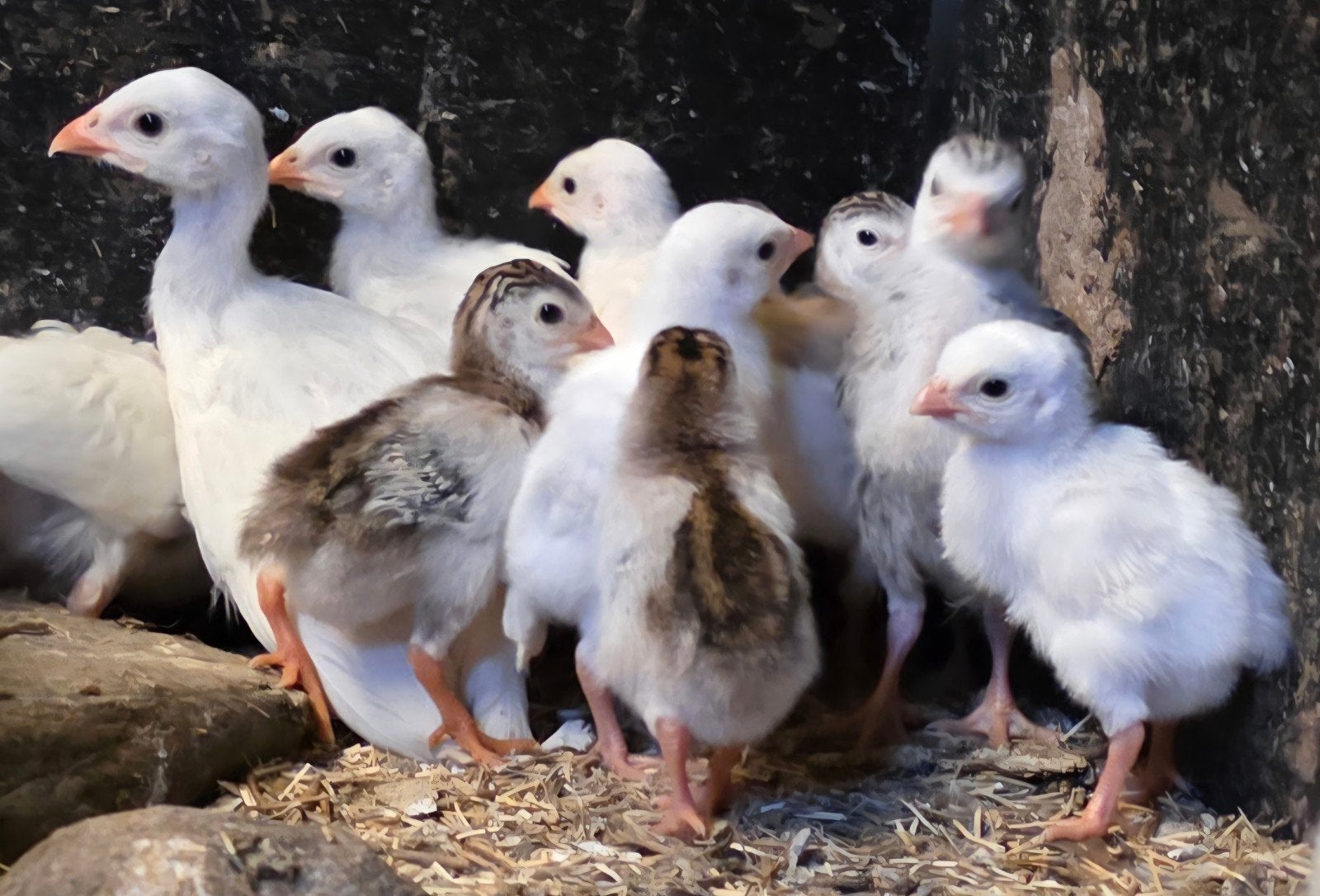 Jonge parelhoenders te koop, Dieren en Toebehoren, Pluimvee, Meerdere dieren, Overige soorten