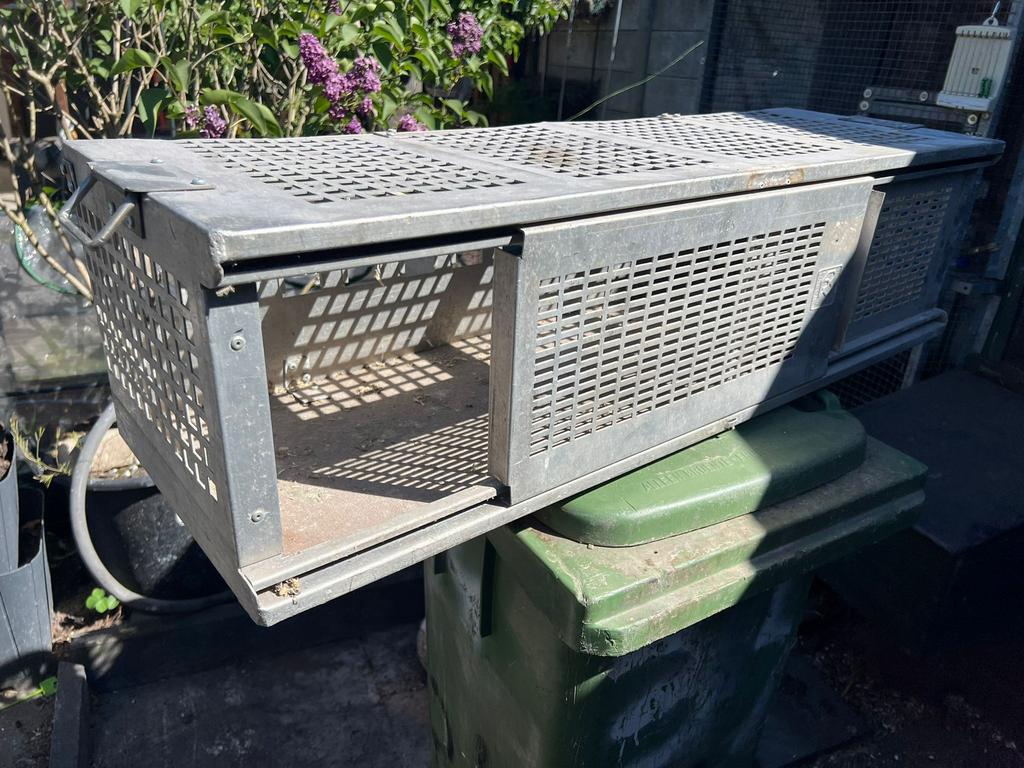 Transportkooi postduiven, Dieren en Toebehoren, Vogels | Duiven