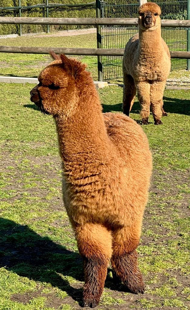 Te koop: Alpaca hengstjes, Juni, Mannelijk