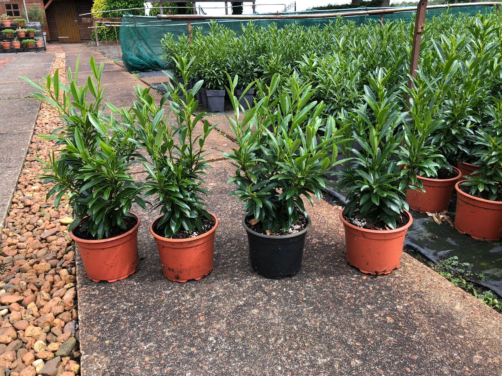 Laurier sofia 30 cm. Buxus vervanger, Ophalen, Laurier, Haag, Minder dan 100 cm