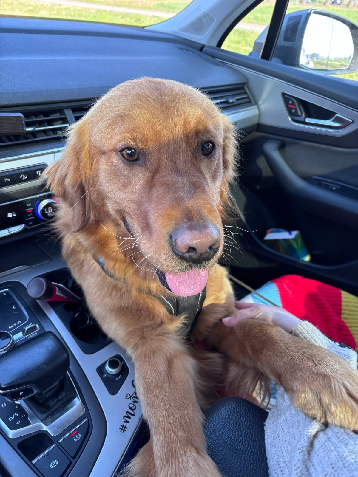 Golden retriever reu, Golden retriever, Reu, 1 tot 2 jaar, Parvo