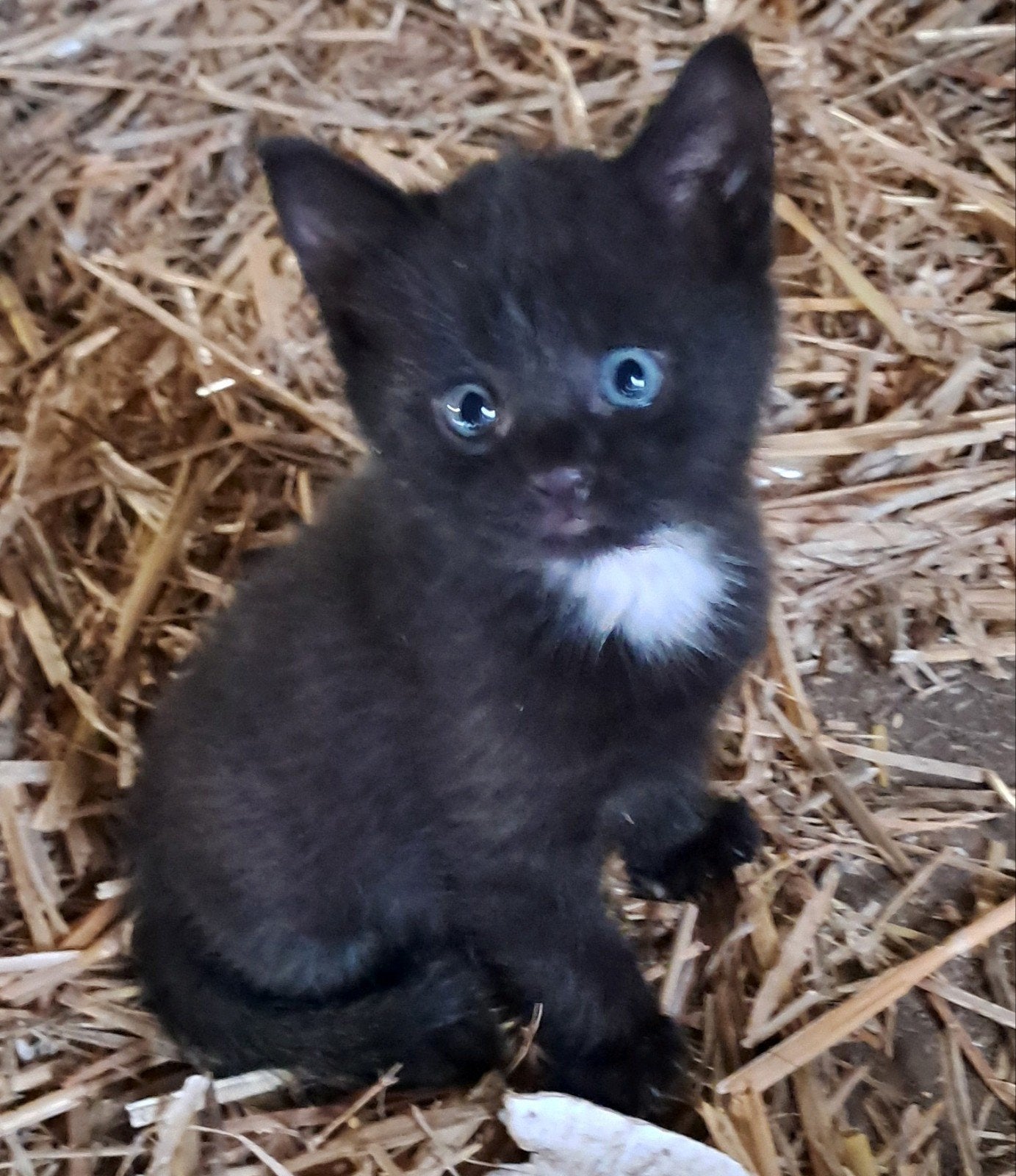 Jonge poesjes, Dieren en Toebehoren, Poes