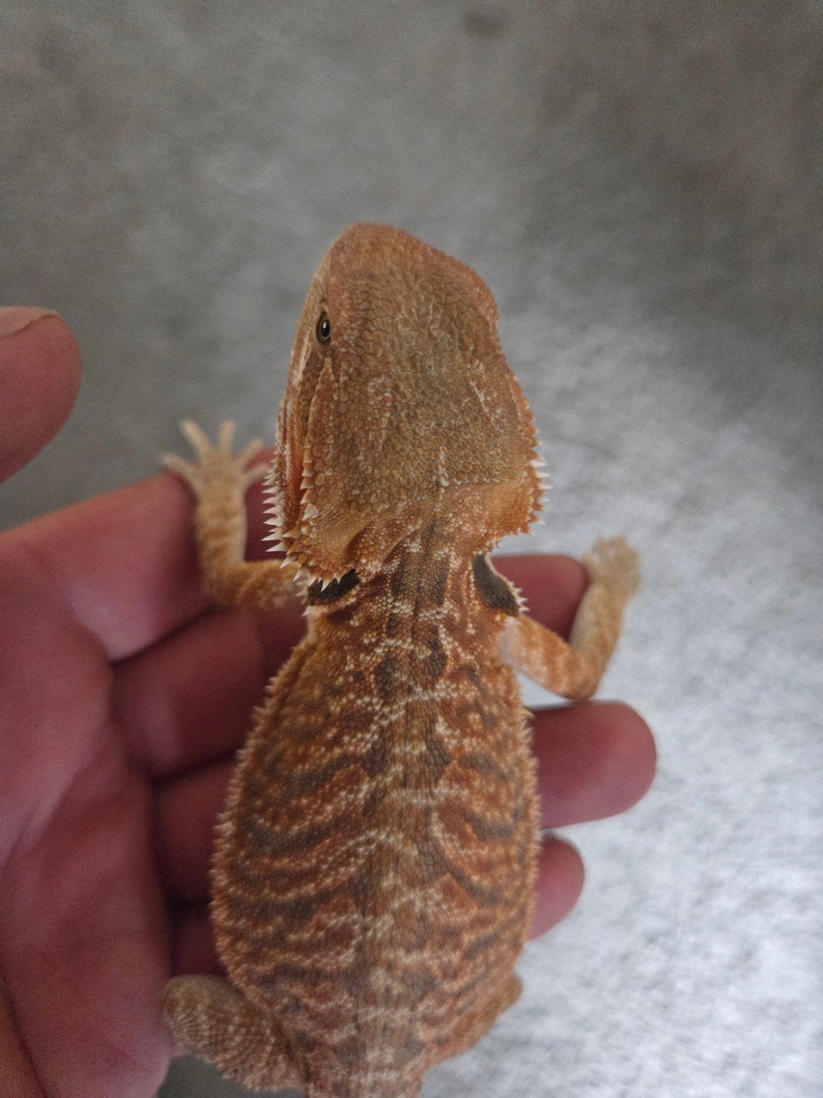 Baardagaam Pogona Vitticeps Orange/Red Leatherback Tiger Bearded Dragon - female for sale from r.greven1983