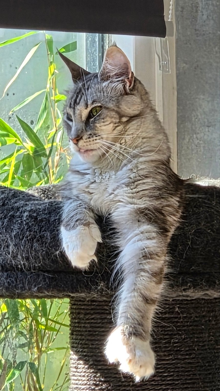 black Silver maine coon poes, Dieren en Toebehoren, Katten en Kittens | Raskatten | Langhaar, Poes, Met stamboom, 0 tot 2 jaar