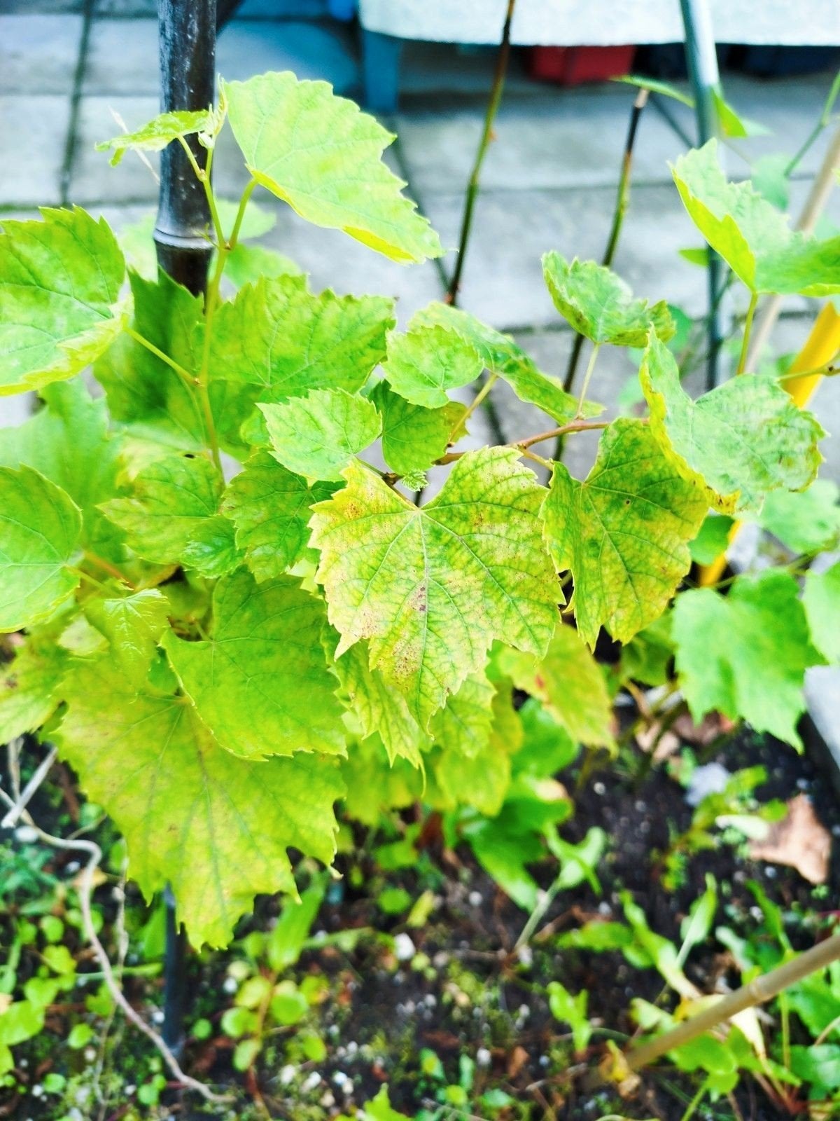 Druivenplant - Jonge Wijnstok voor Eigen Druiven, Ophalen of Verzenden