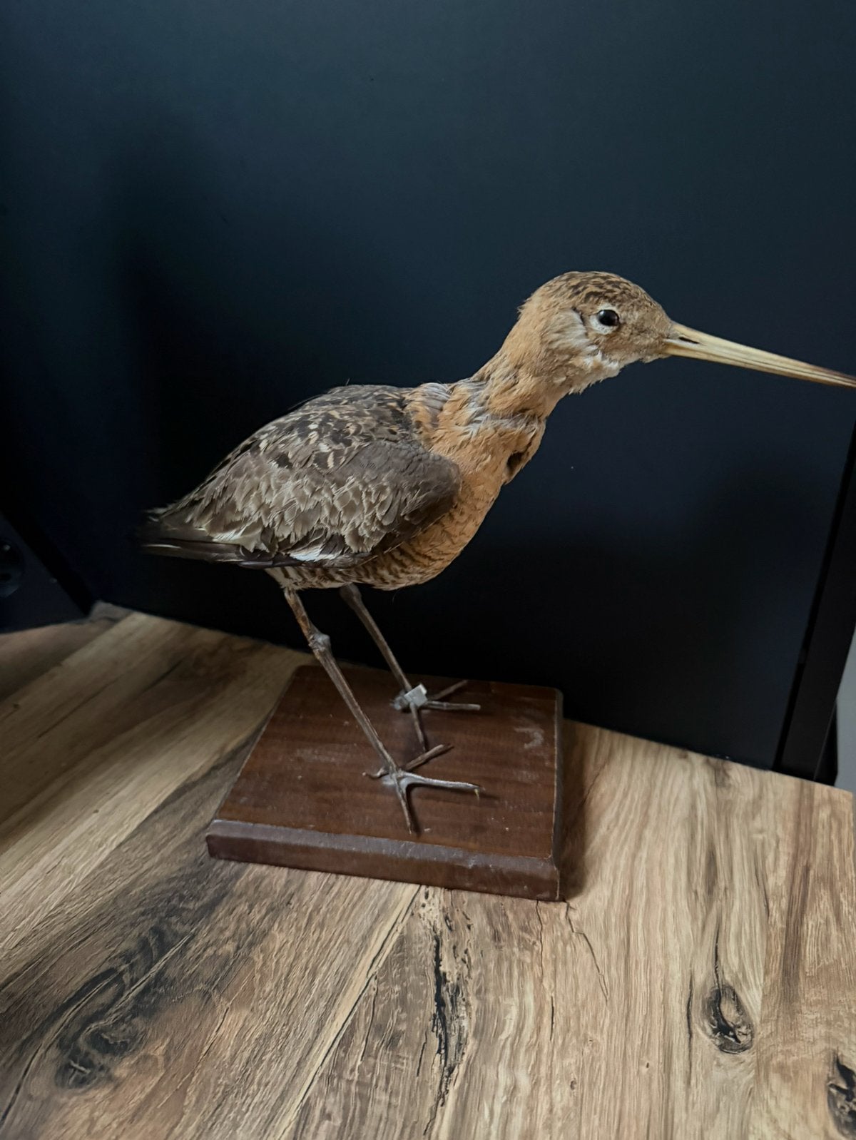 Antieke opgezette grutto uit erfenis, Verzamelen, Ophalen of Verzenden, Zo goed als nieuw, Vogel, Opgezet dier
