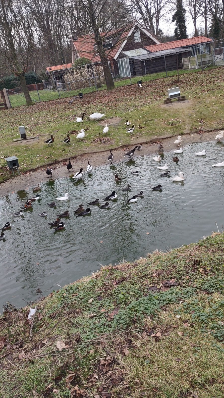 Te koop watervogels zwanen eenden ganzen, Dieren en Toebehoren, Meerdere dieren, Gans of Zwaan