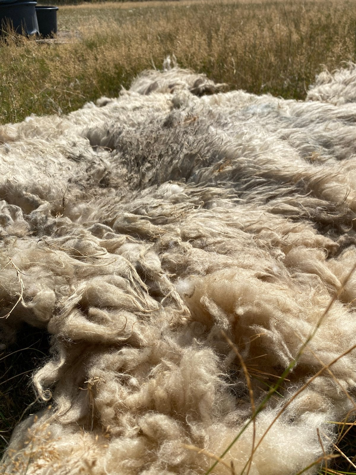 Schapenvachten, Dieren en Toebehoren, Schapen, Geiten en Varkens, Meerdere dieren, Schaap