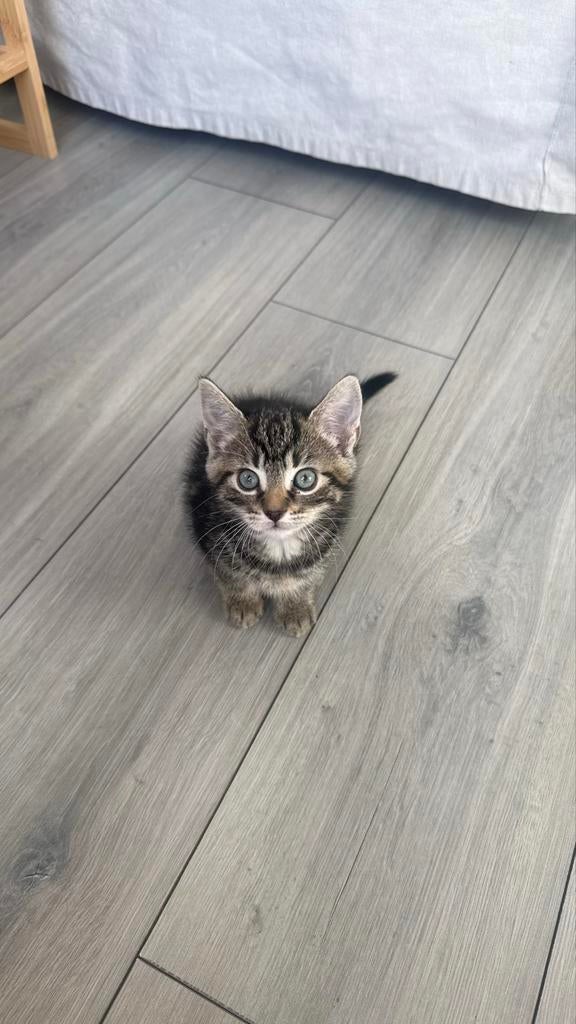Europees korthaar x maine coon kitten, Poes, 0 tot 2 jaar