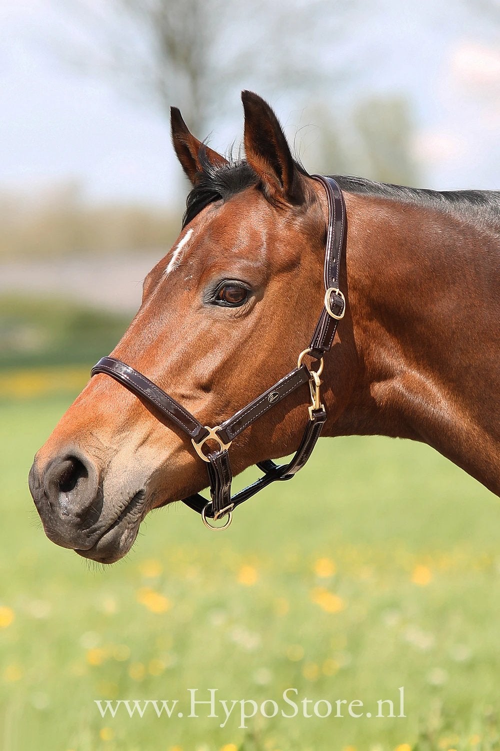 Premiera lak leer halster bruin maat pony, Dieren en Toebehoren, Bruin, Nieuw, Halster, Overige merken