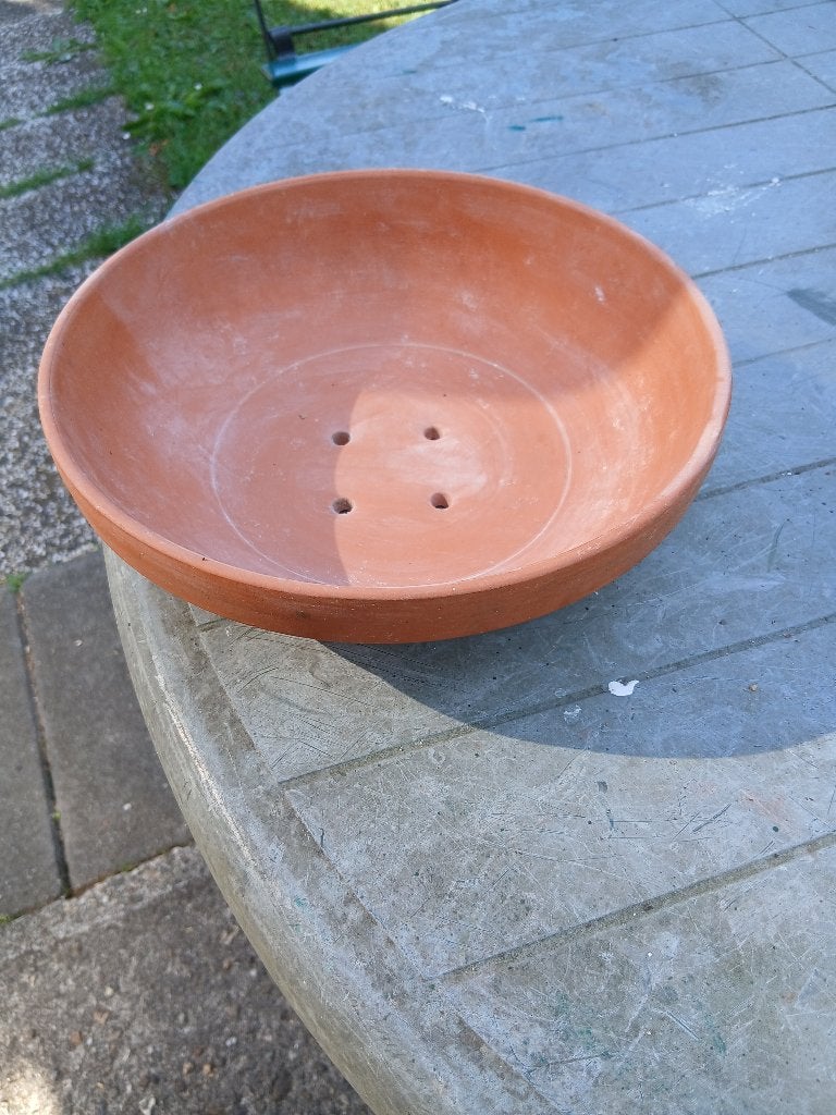 duivenbroedschaal, Mannelijk, Postduif