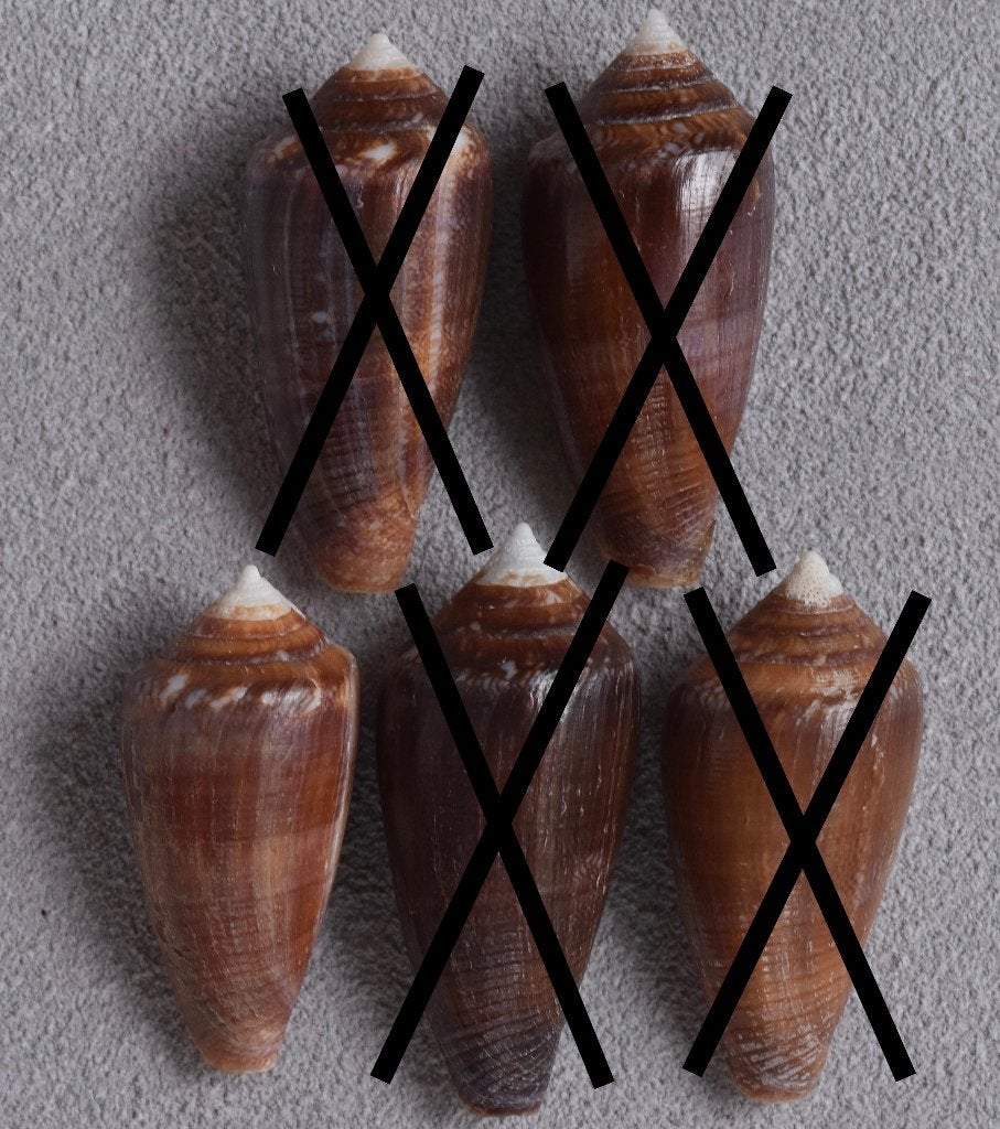 Schelpen: Conus barbieri 25,6-29,8mm (F+++) Filipijnen, Ophalen of Verzenden, Schelp(en)