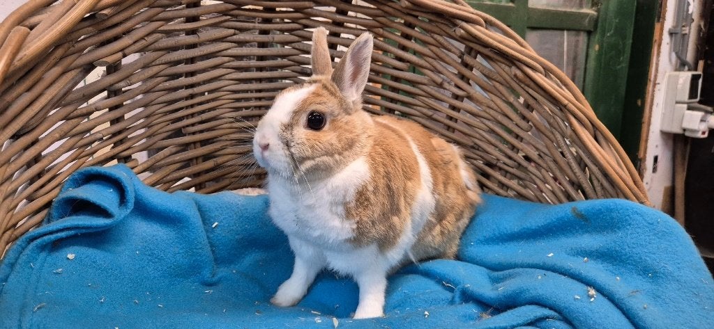 Gecastreerde ram CHARLIE uit de opvang zoekt een tehuis!, Dieren en Toebehoren, Konijnen, Mannelijk, Dwerg