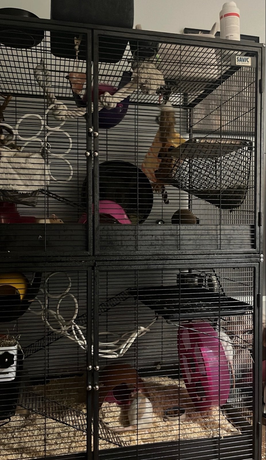 Savic ratten kooi, Ophalen, Kooi, Gebruikt, 90 cm of meer