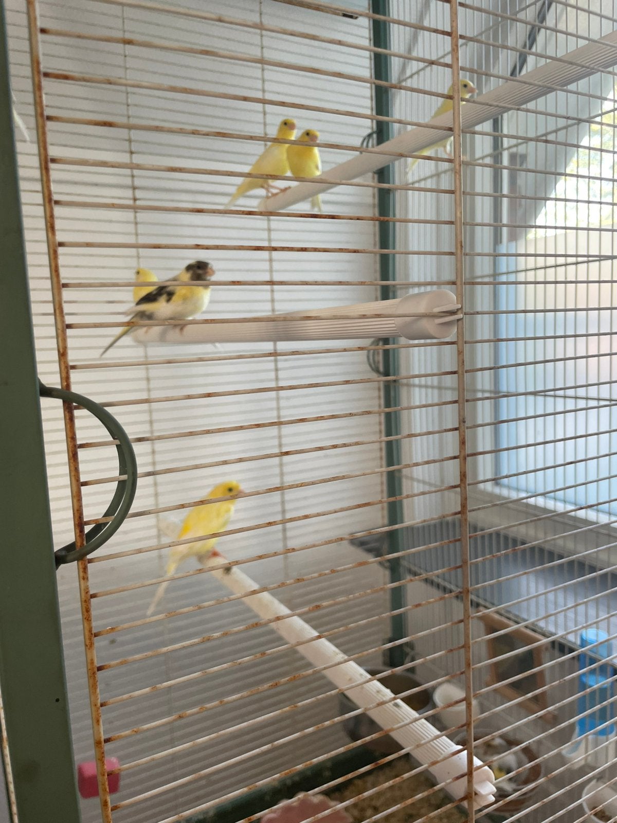 5 jonge kanaries mannetjes/vrouwtjes, Dieren en Toebehoren, Vogels | Kanaries, Meerdere dieren, Kleurkanarie