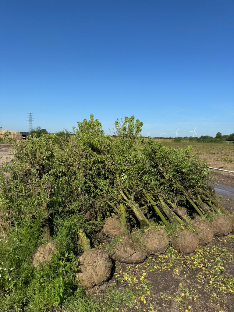 Partij oude fruitbomen!, Tuin en Terras, Planten | Bomen, Ophalen, Halfschaduw, Overige soorten, 100 tot 250 cm