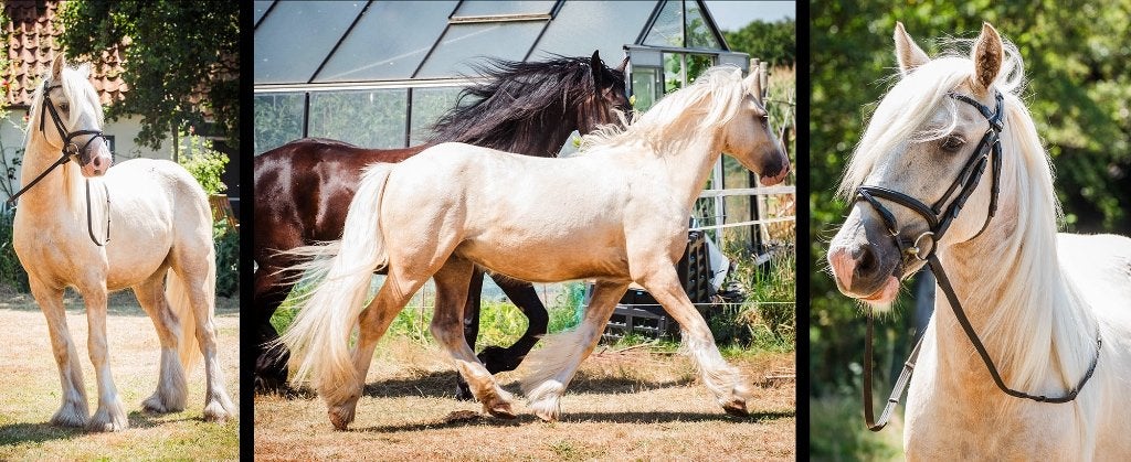 Prachtige palomino tinker (NL geboren), D-maat, Dieren en Toebehoren, Pony's, Ruin, D pony (1.37m tot 1.48m), Dressuurpony, 0 tot 2 jaar