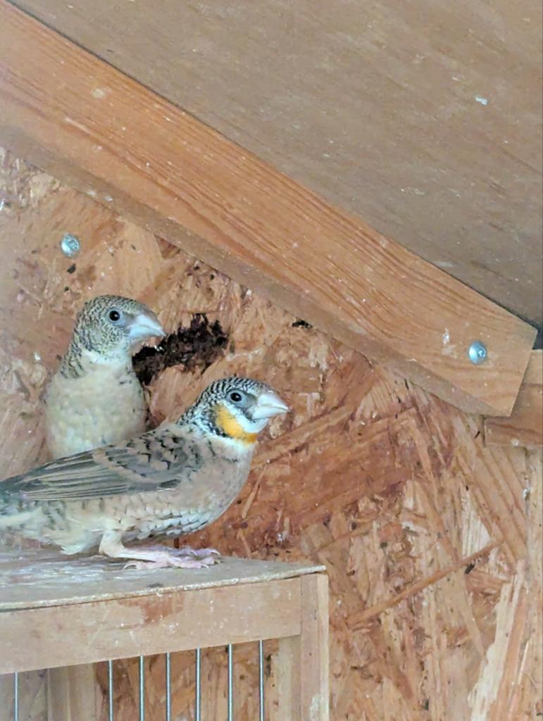 Bandvinken (koppel), Dieren en Toebehoren, Vogels | Overige Vogels, Meerdere dieren