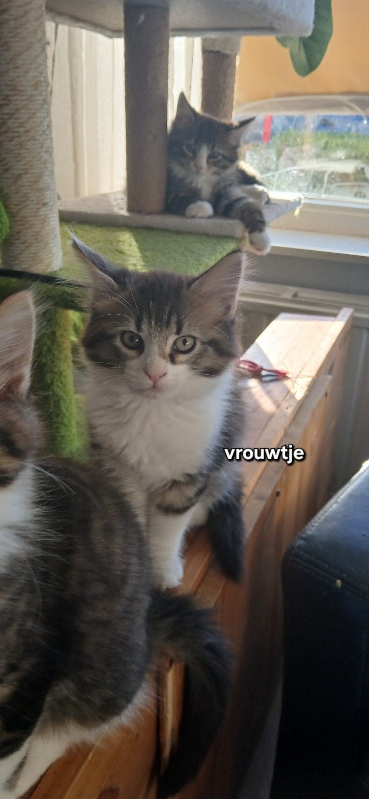 prachtige sociale main coon kittens 12 weken, Dieren en Toebehoren, Meerdere dieren, Gechipt, 0 tot 2 jaar
