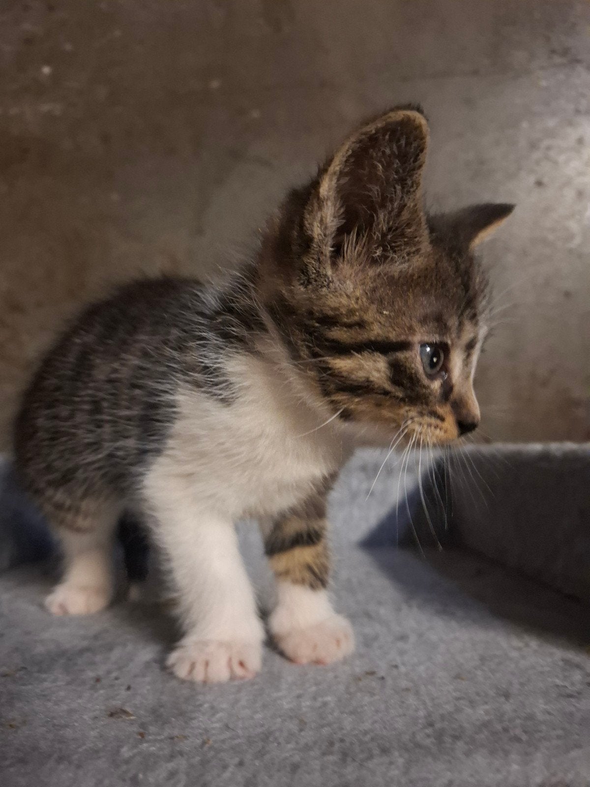 Lieve boerderijkittens, Meerdere dieren