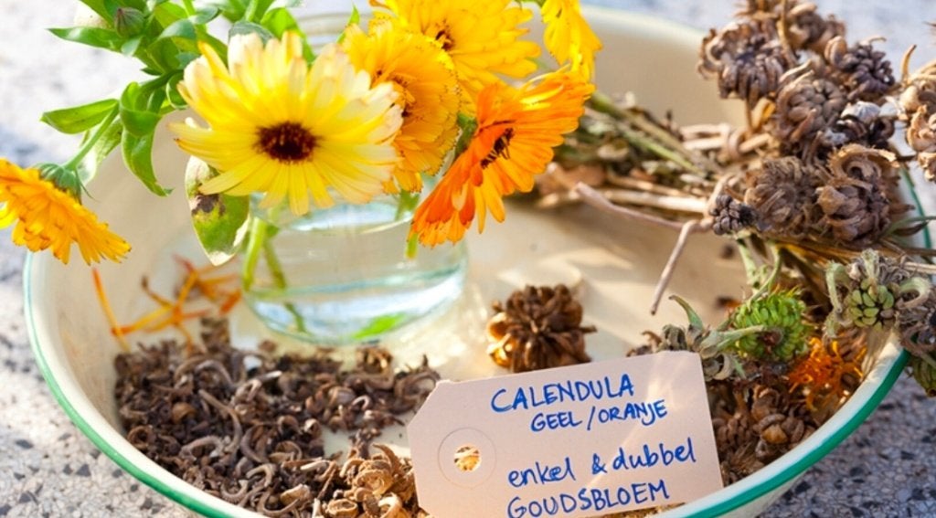 Goudsbloem Zaden - Calendula Geel/Oranje, Ophalen of Verzenden, Voorjaar, Volle zon, Zaad