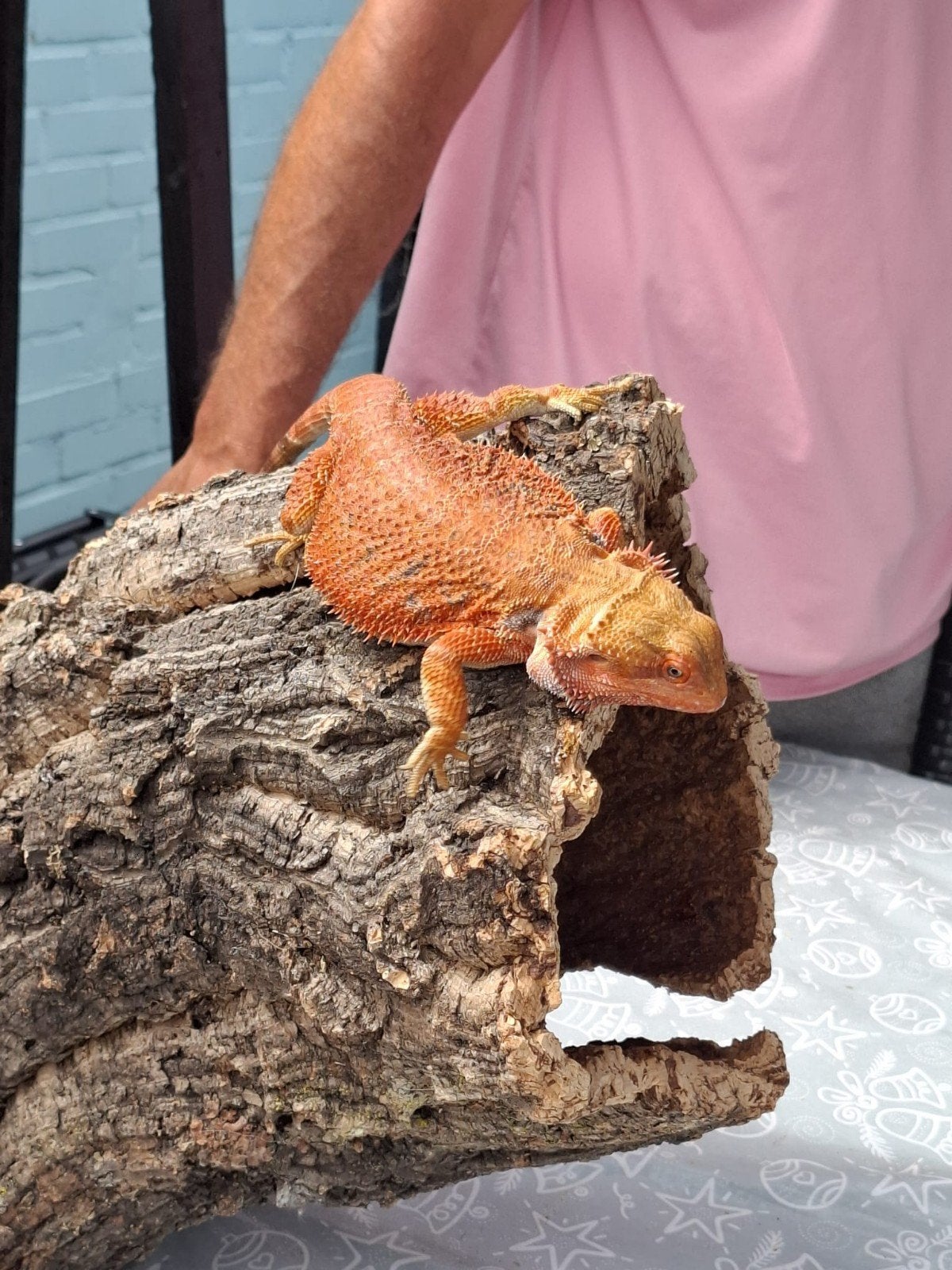 orange hypo dunner  baardagaam vrouw Bearded Dragon photo 2
