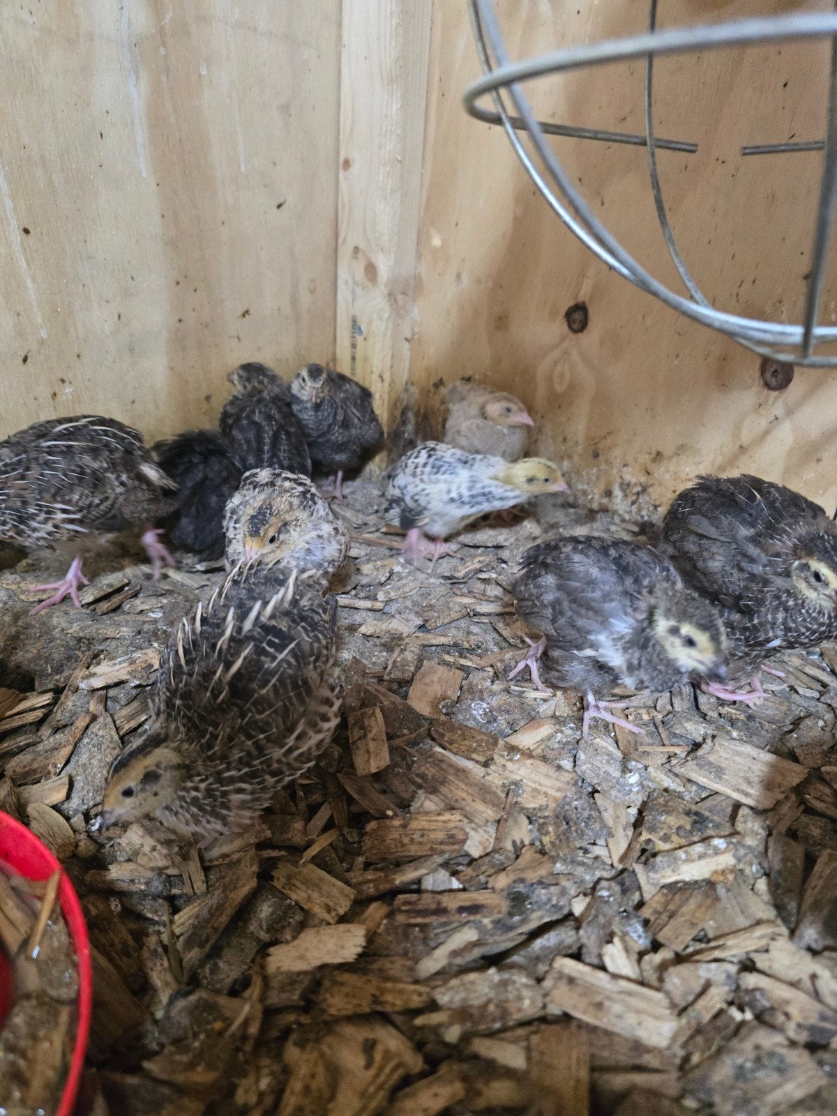 Japanse kwartel kuikens, Dieren en Toebehoren, Pluimvee, Geslacht onbekend, Overige soorten