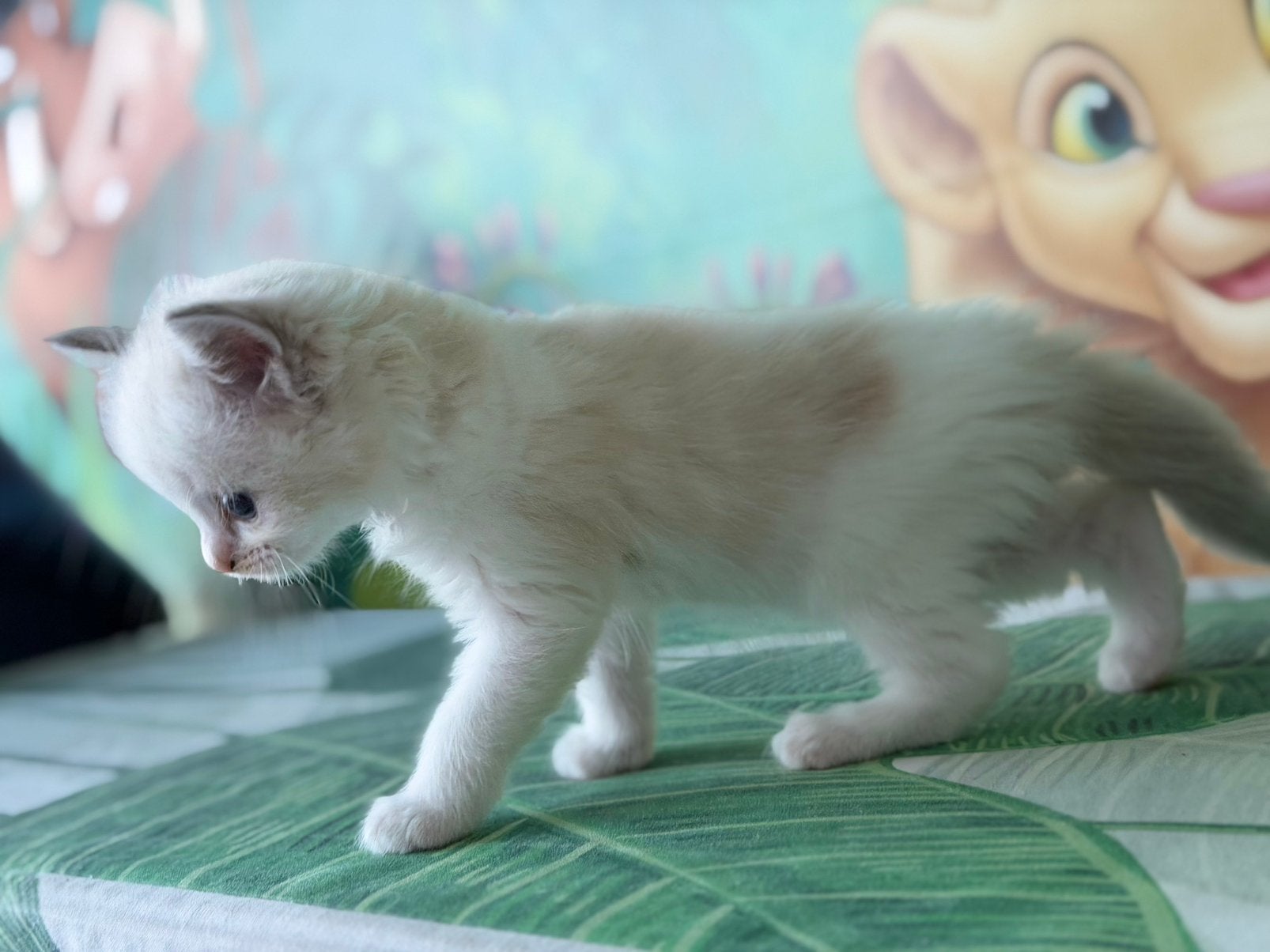 Ragdoll kittens, Dieren en Toebehoren, Meerdere dieren