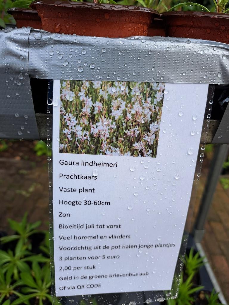 Jonge Gaura lindheimeri plantjes in Gieten, Tuin en Terras, Planten | Tuinplanten, Ophalen, Eenjarig, Overige soorten, Volle zon