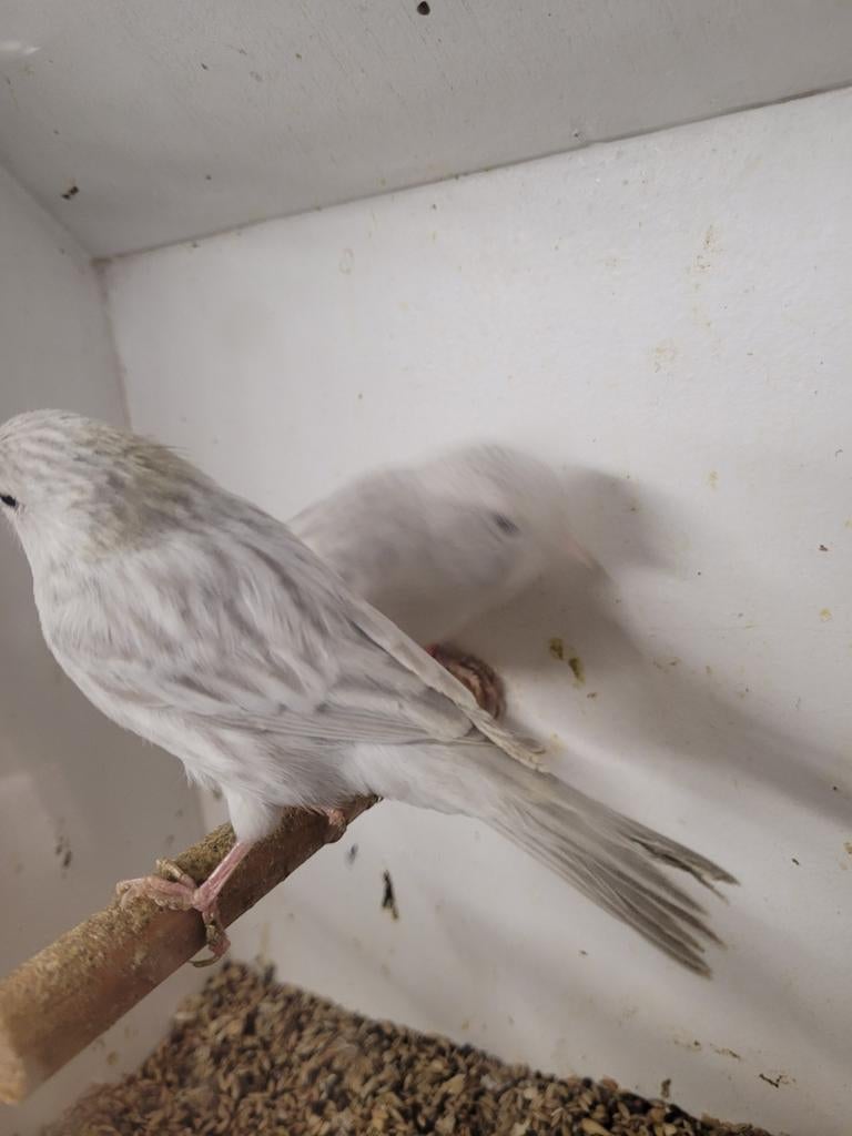 Te Koop Agaat opaal wit, Dieren en Toebehoren, Vogels | Kanaries, Meerdere dieren, Kleurkanarie