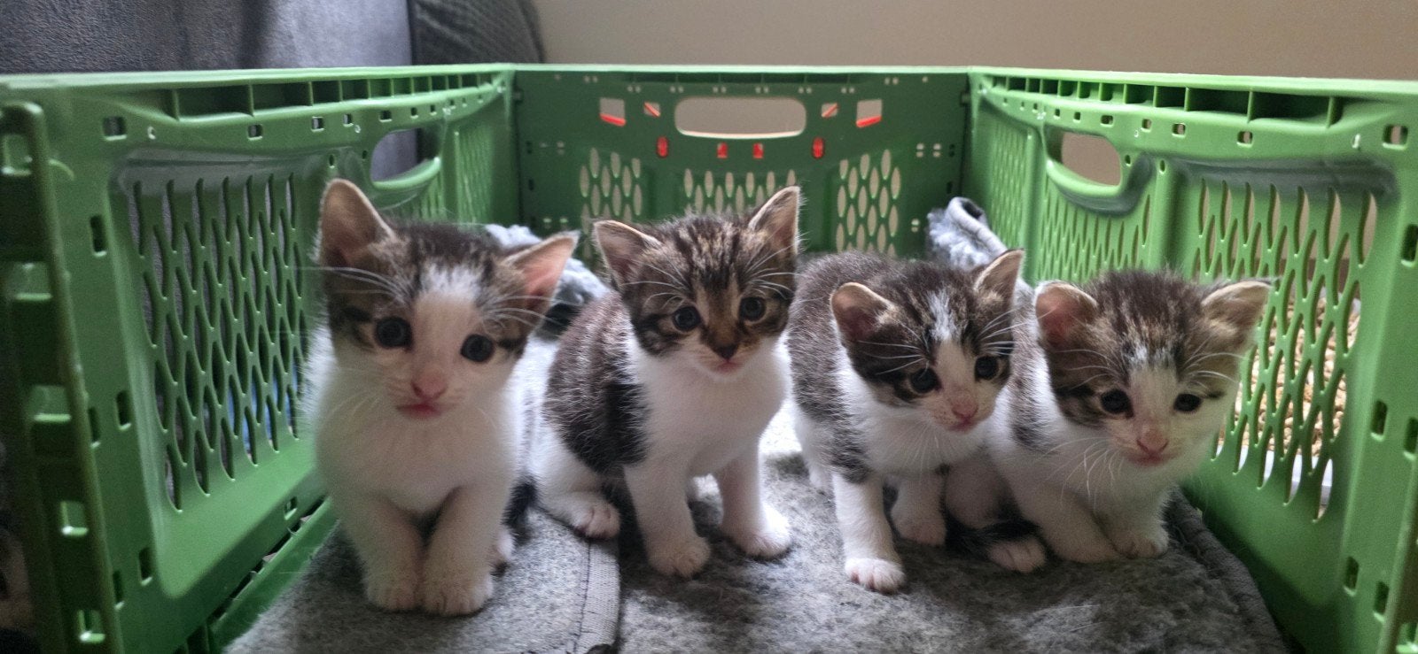 4 prachtige sociale kittens, Dieren en Toebehoren