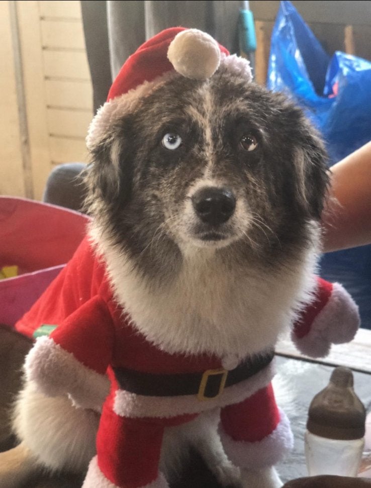Boomer x pomeriaan, Dieren en Toebehoren, 15 weken tot 1 jaar, Meerdere, Meerdere dieren, Middel