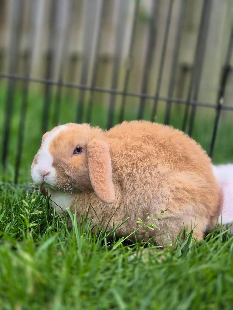 Mini Lop/ Rex hangoordwerg konijntjes gevaccineerd, Dieren en Toebehoren, Konijnen, Meerdere dieren, Klein, Hangoor, 0 tot 2 jaar