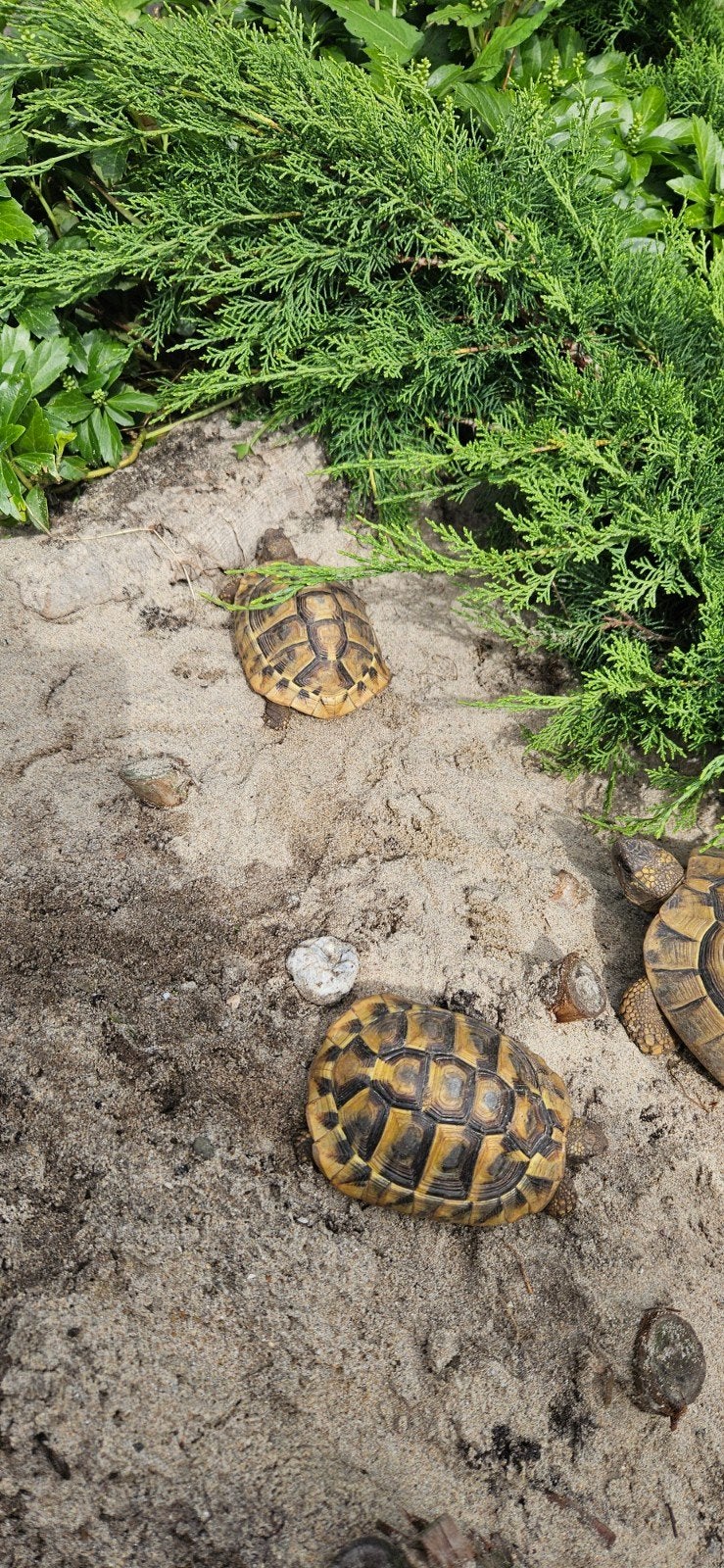 Prachtige gechipte vrouw landschildpad uit 2016 Tortoise photo 5
