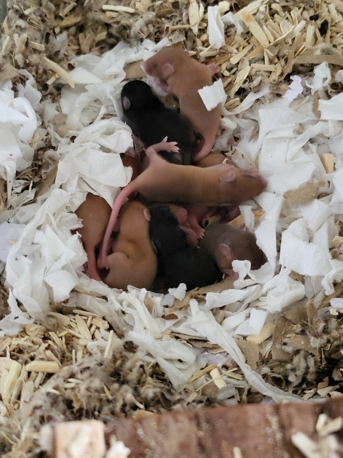 Kleurmuis nestje langhaar, Dieren en Toebehoren, Knaagdieren, Juli, Meerdere dieren, Muis