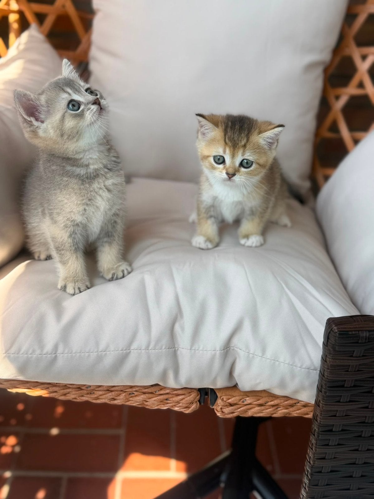 Prachtige Rasechte Britse korthaar kittens( katers ), Kater, Met stamboom, 0 tot 2 jaar