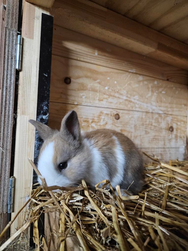Hollander konijntjes te koop, Meerdere dieren
