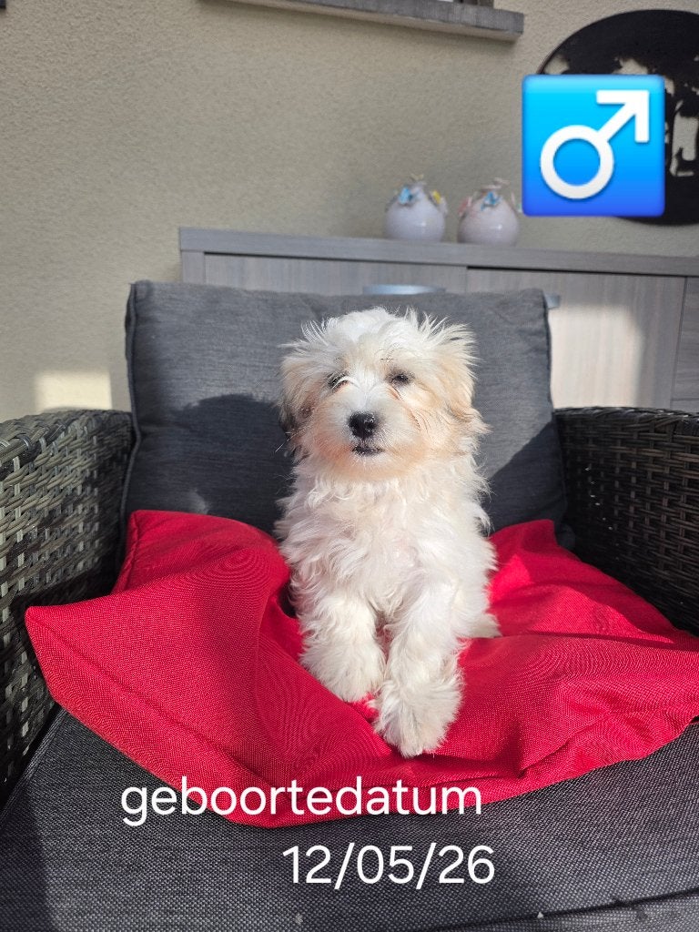 mooie havanezer pups, België, Maltezer, Reu, 8 tot 15 weken