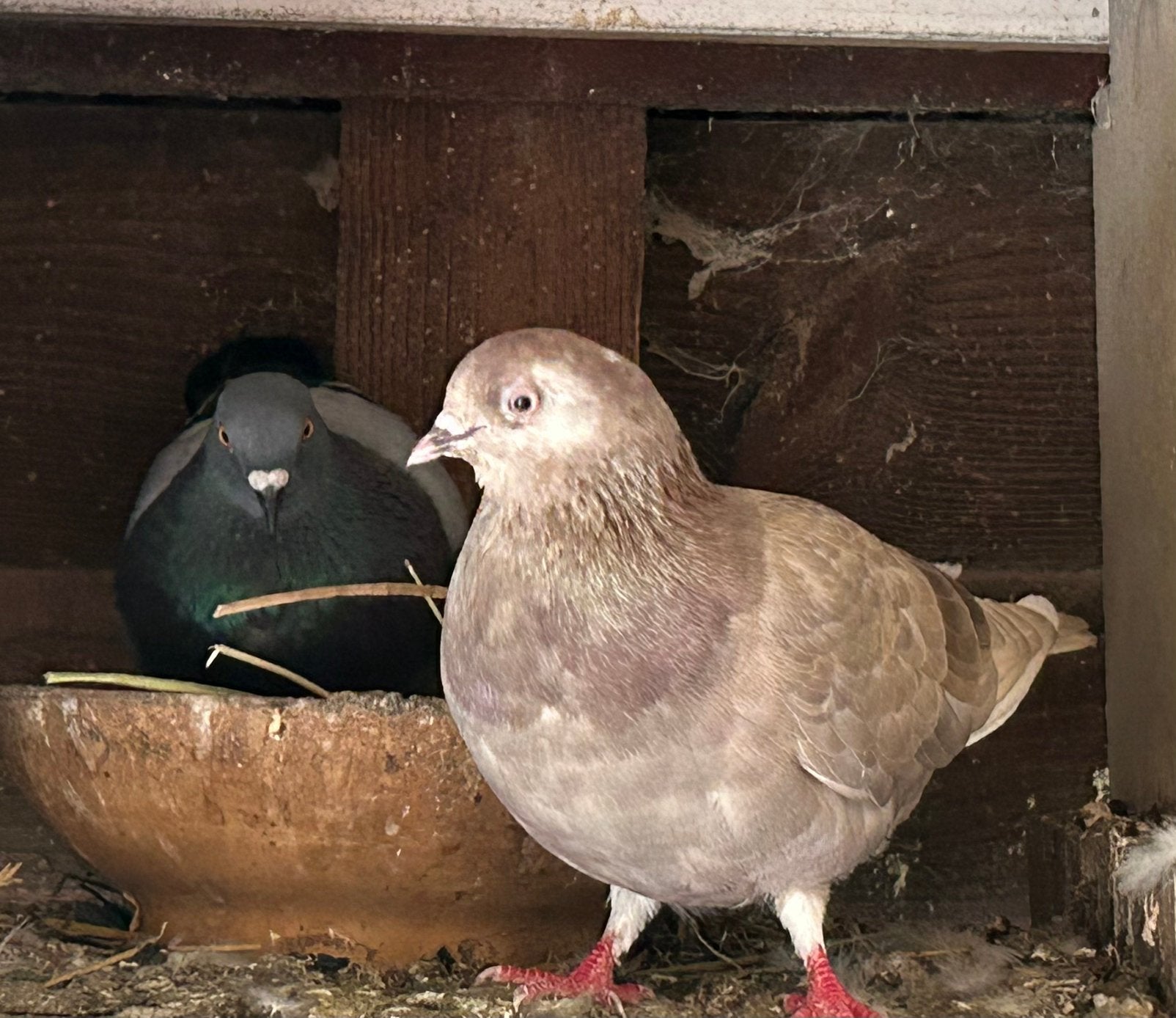 Sierduiven, Dieren en Toebehoren, Meerdere dieren, Overige soorten
