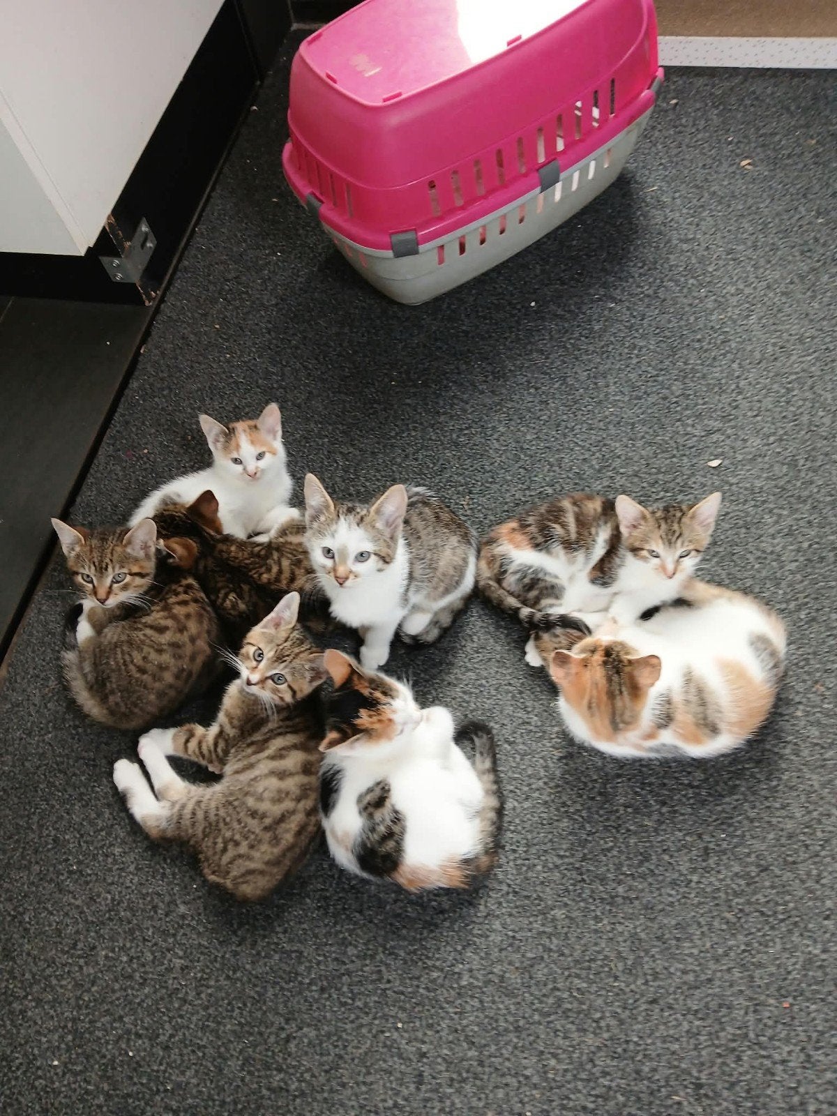 mooie boerderij kittens te koop., Dieren en Toebehoren, Meerdere dieren