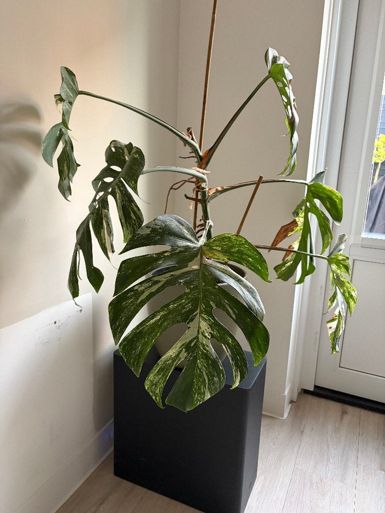 Grote Volwassen Monstera Variegata met Groot Blad, Ophalen, 100 tot 150 cm, Overige soorten, Halfschaduw