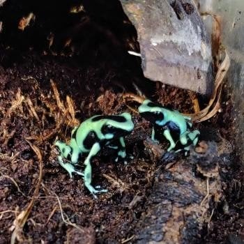 Dendrobates auratus Frog photo 2